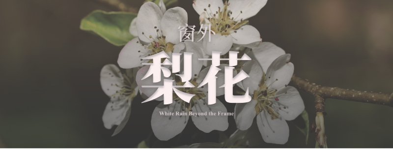 Featured image of post 窗外梨花｜White Rain Beyond the Frame
